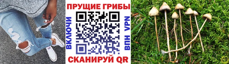 как найти   Мещовск  Псилоцибиновые грибы мухоморы 